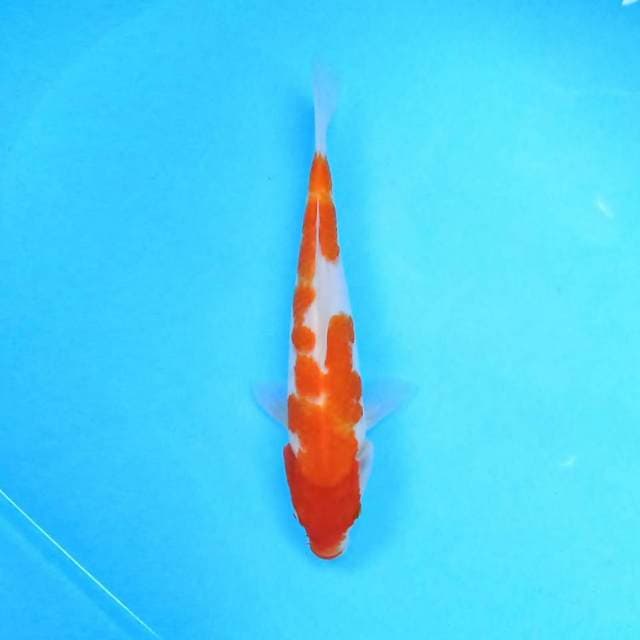 Kohaku 26 cm