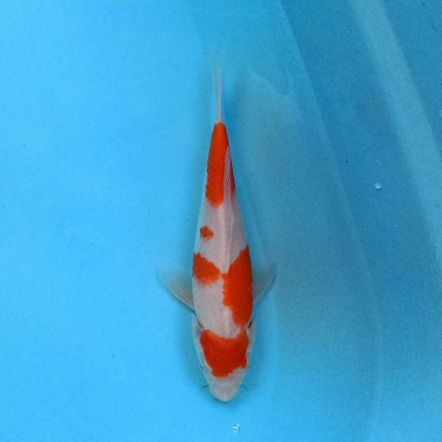 Kohaku 21 cm