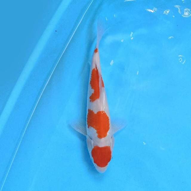 Kohaku 26 cm