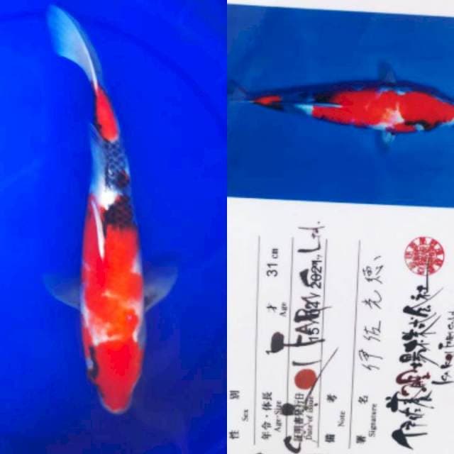 Showa 32cm Import Isa Koi Farm