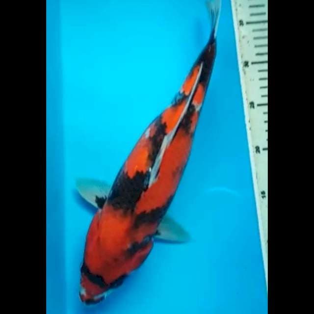 SHOWA PUNUK 37 Cm