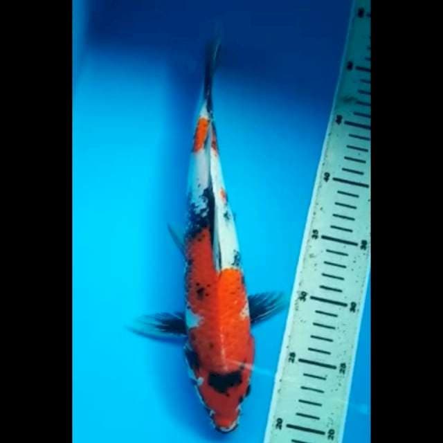 SHOWA PUNUK 31 Cm