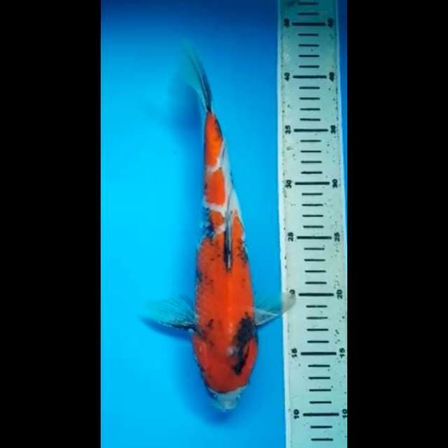 SHOWA JANTAN 31 Cm
