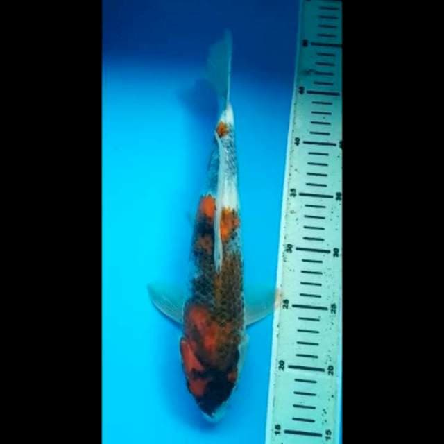 SHOWA PUNUK 32 Cm