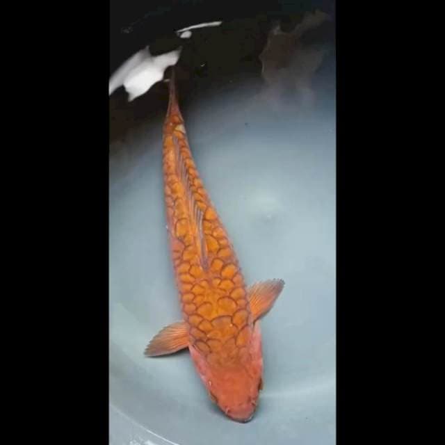 CHAGOI SISIK GEDE PUNUK 35 Cm