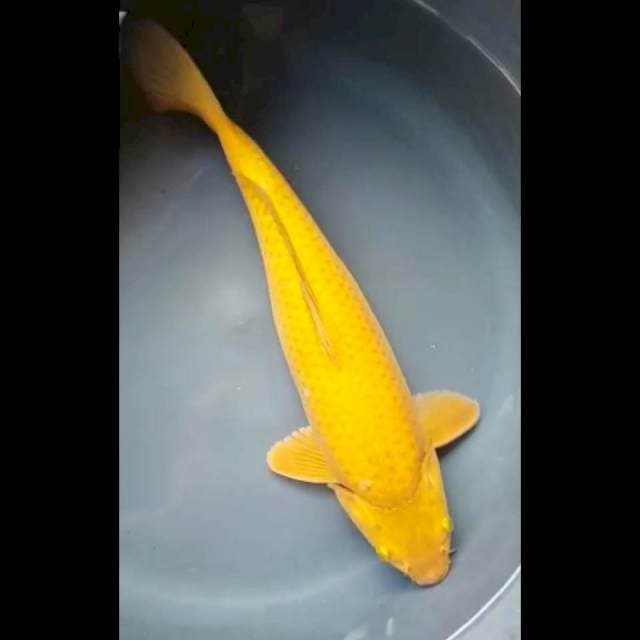 MIDORIGOI PUNUK JANTAN 35 Cm