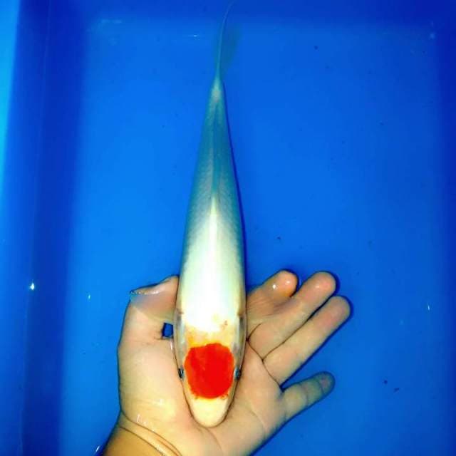 Tancho kohaku 32cm