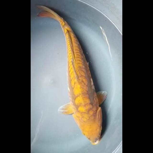CHAGOI DOITSU ARAGOKE PUNUK 39 Cm