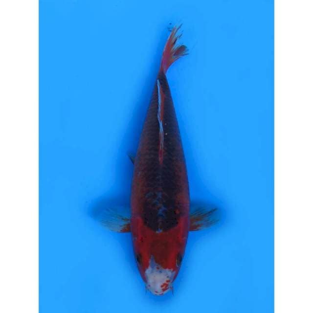 Red Asagi - 28cm