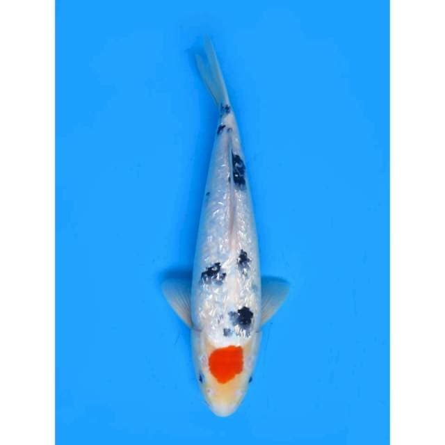 Tancho Sanke Ori - 38cm Male