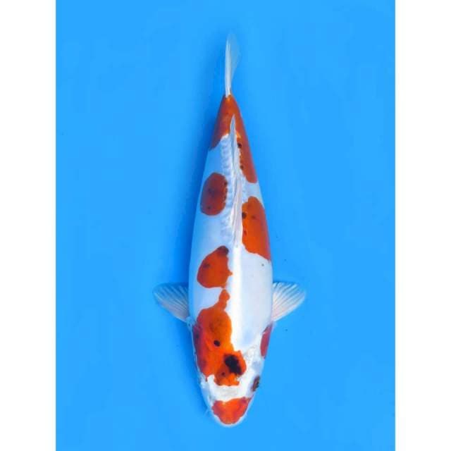 Benikiko Ori - 35cm female