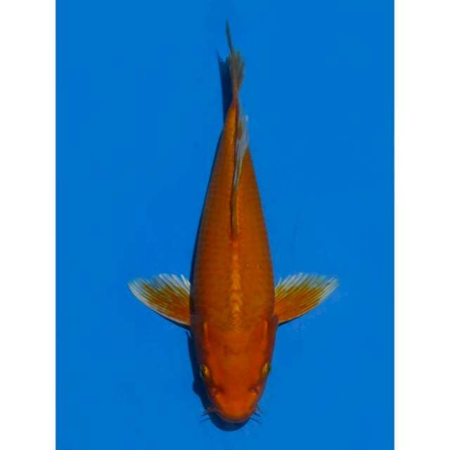 Orenji Kumpay - 37cm Male