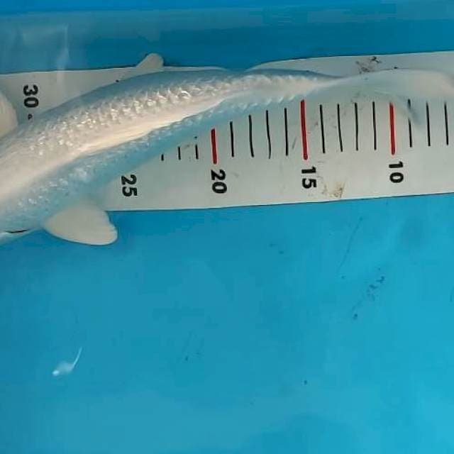 Paltinum ginrin