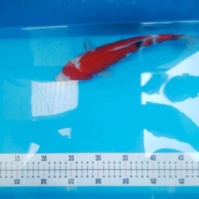 Sanke 27cm