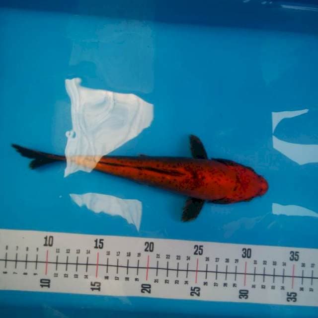 Kiko 24cm