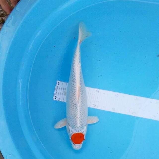 Tancho kujaku 30cm Female