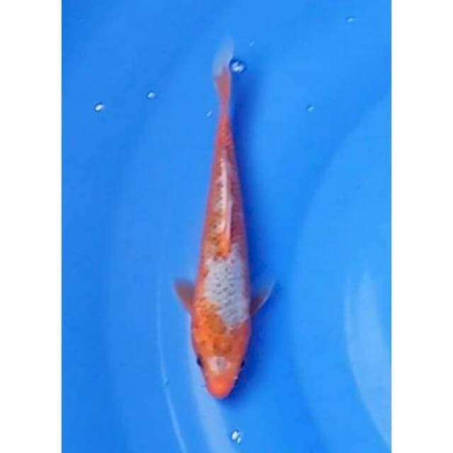 Asagi 18cm (F)