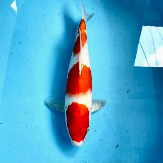 Kohaku, 36 cm