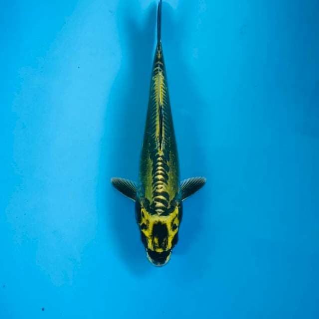 Kikokuryu, 24 cm