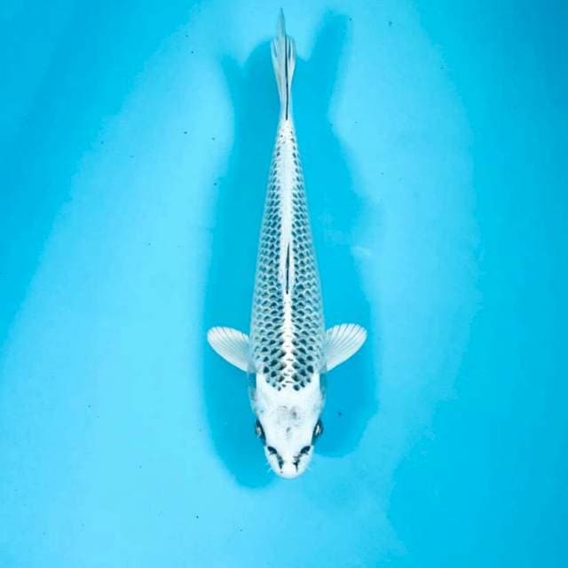 Gin Matsuba, 23 cm