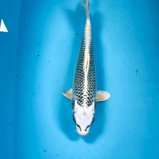 Gin Matsuba, 25 cm
