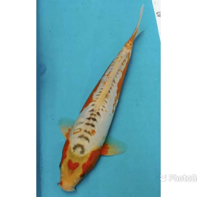 Shusui asagi 33cm