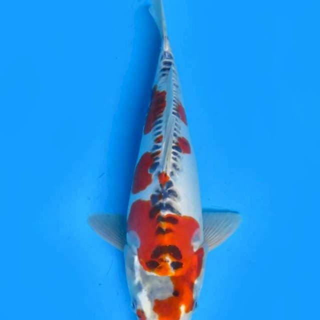 Kiko 30cm