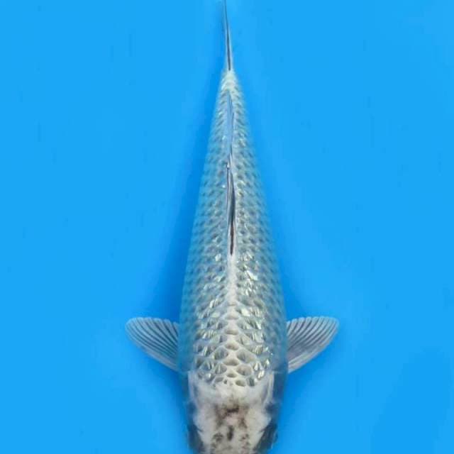 Ginrin mukashi 25cm