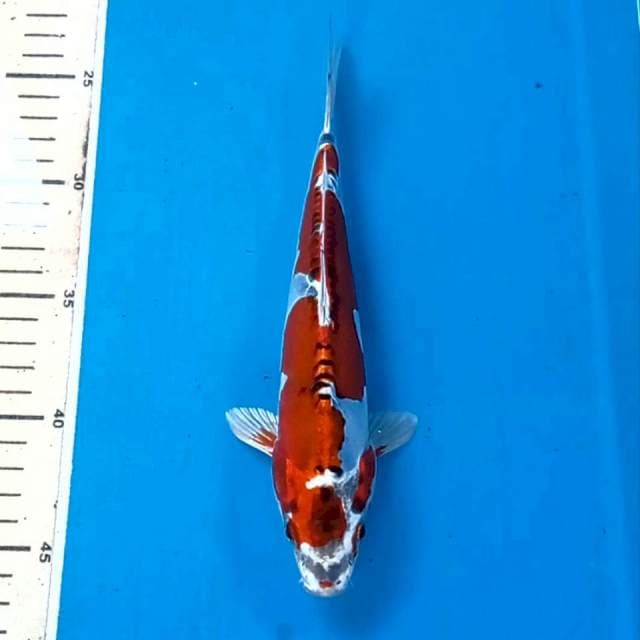 Kikokuryu, 23 cm