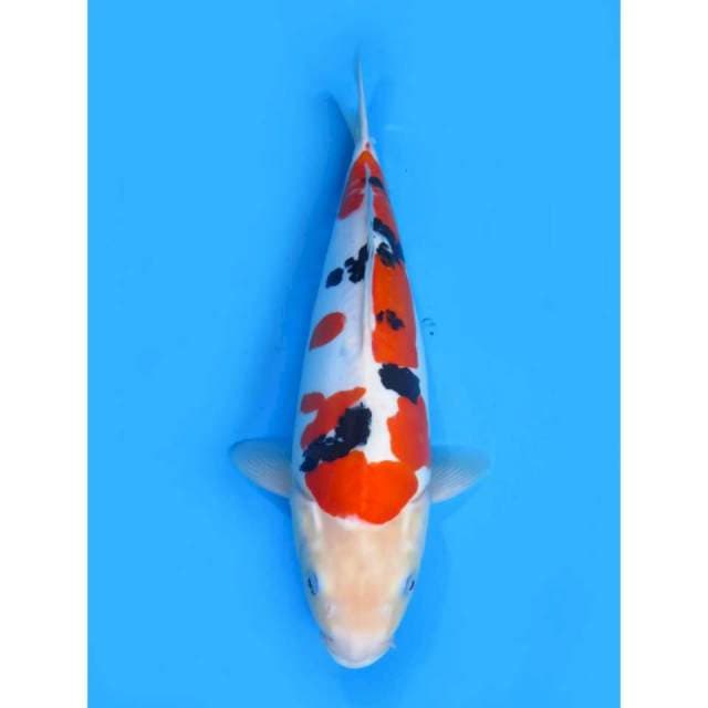 JT Doitsu Murni - 39cm Female