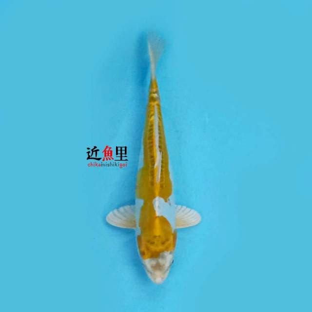 Hariwake Doitsu 29 cm