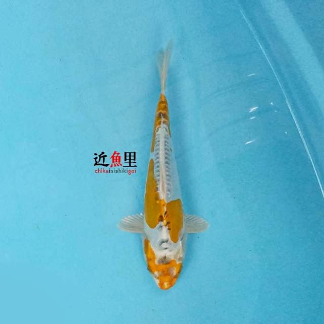 Hariwake Doitsu 29 cm
