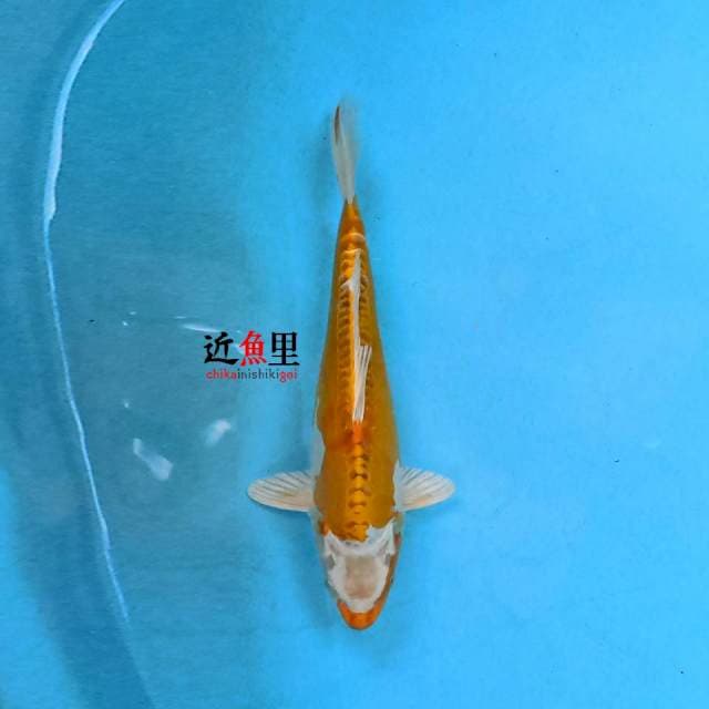 Hariwake Doitsu 27 cm