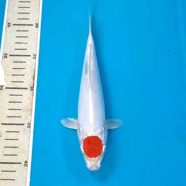 Tancho hesei nishiki, 22 cm