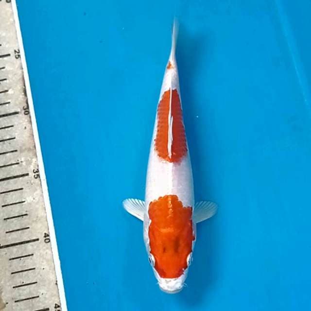 Sakura ogon, 20cm
