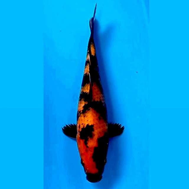 Hi utsuri, 27 cm