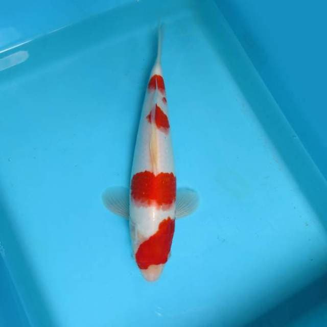 7. KOHAKU 4 STEPS,-