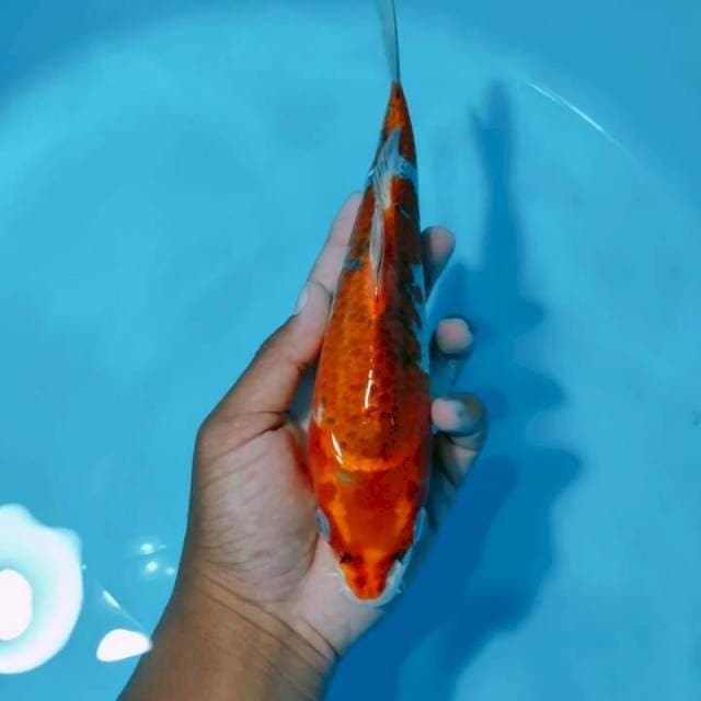 Gosiki 24cm