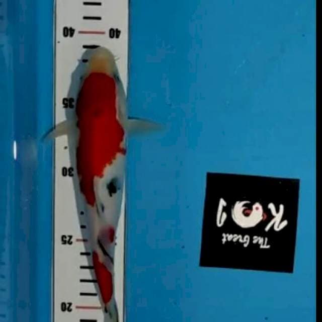 Sanke strong 24cm