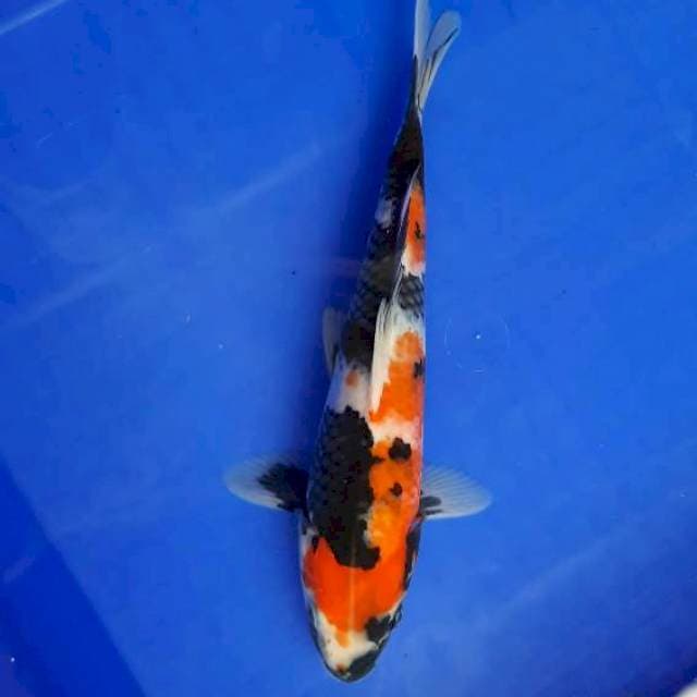Showa 26cm /M