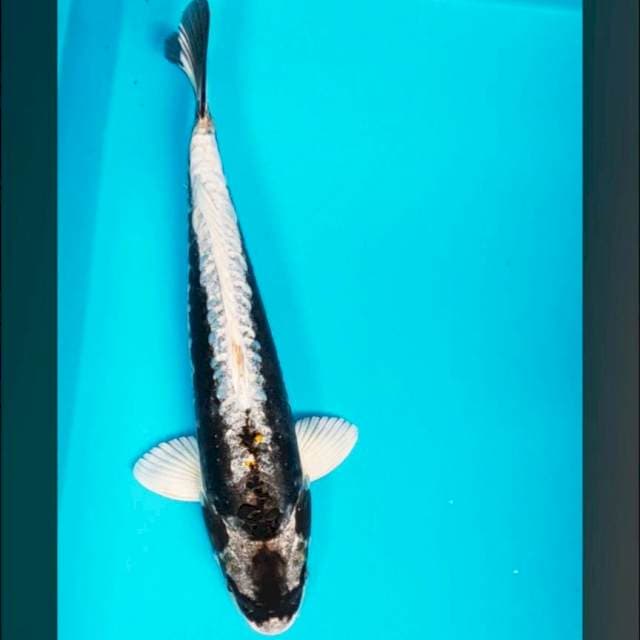 Black kabuto 36cm male