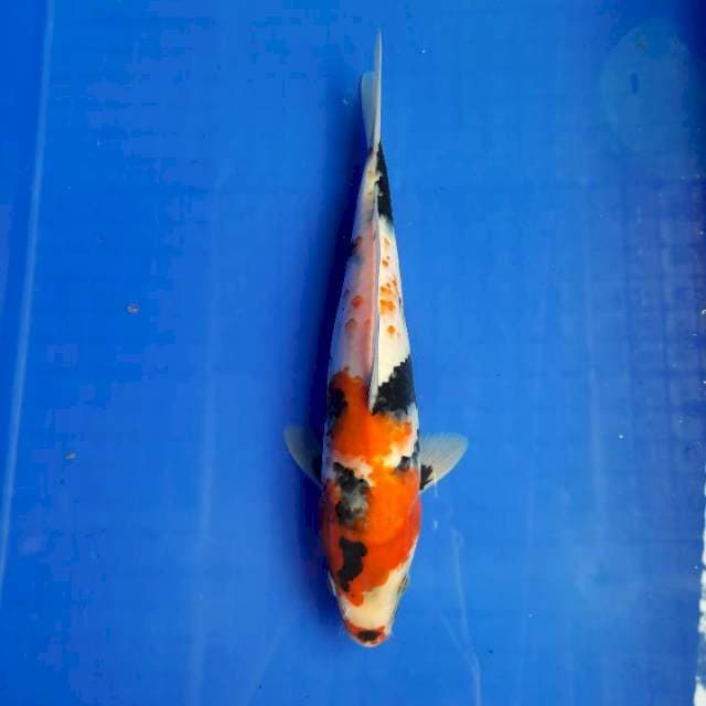 Showa tategoi 28cm /M
