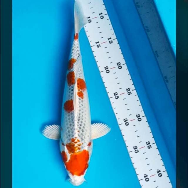 Red kujaku 30cm
