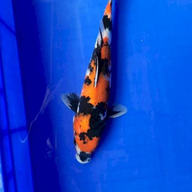 Showa 28cm /M