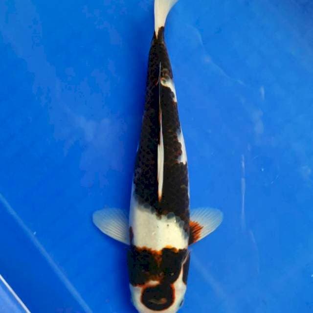 Budho goromo 28cm /F