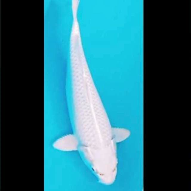 PLATINUM Body JuOss 28cm
