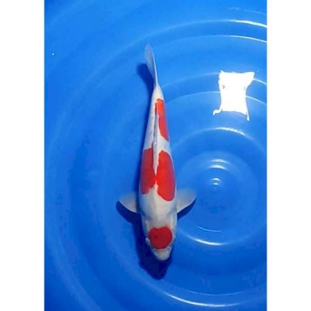Maruten Kohaku Doitsu Murni 33cm (F)