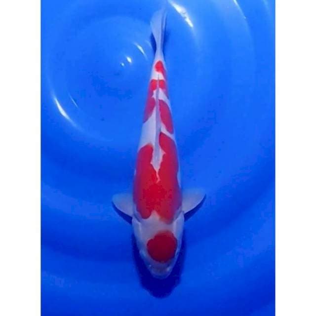 Strong Maruten Doitsu Kohaku Murni 31cm (F)