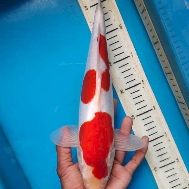 Doitsu kohaku Male 34cm