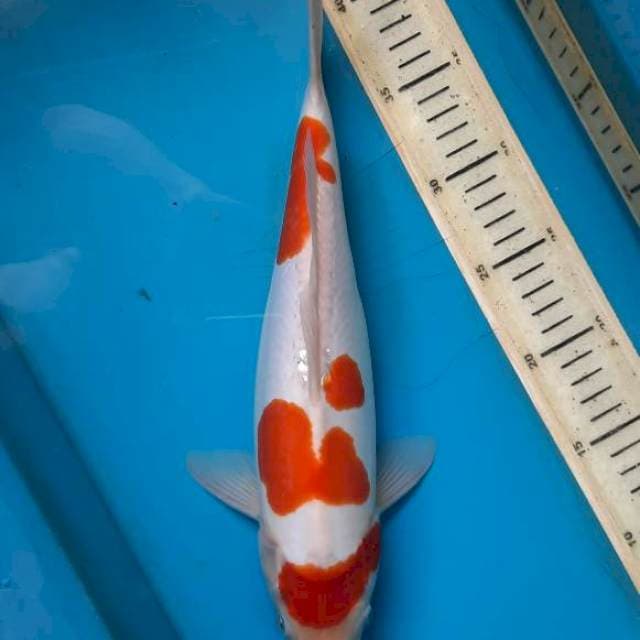Doitsu kohaku female 34cm